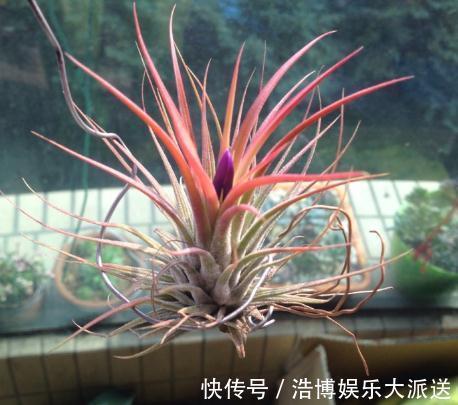 四季|2种“放养花”，不用土、不浇水，一点“空气”就活，四季都赏花