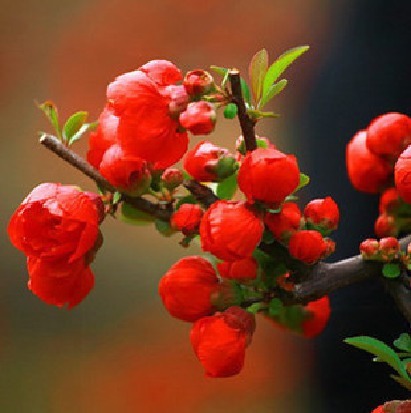 建议不管房子多大，摆上6种盆栽，花香满屋，来客有面子