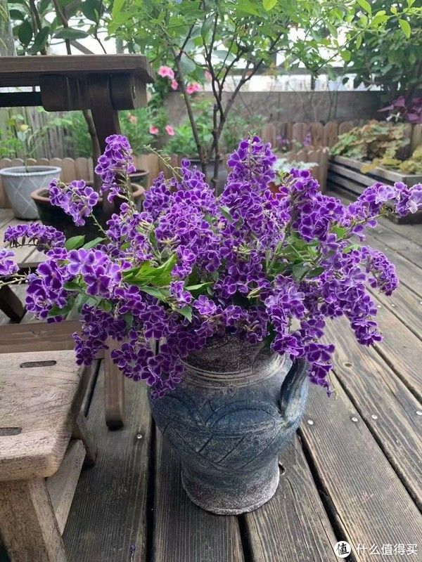 露台花园成型记（篇二）