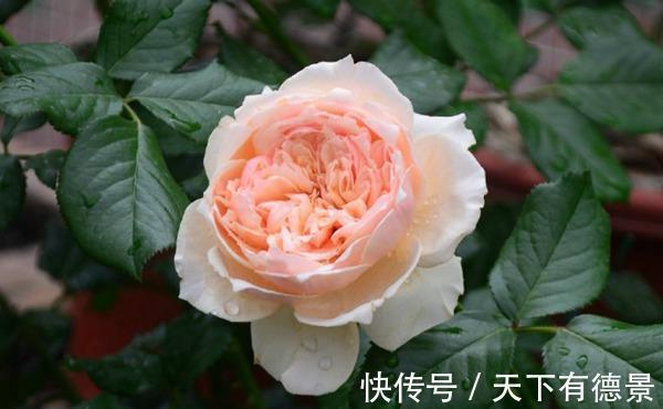 阳台上|养月季多年,筛选出8种灌木月季,适合阳台栽培,开花能力好