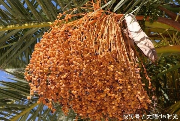 忽视|“营养价值高、浑身是宝”却被南方人忽视，北方人想吃都没有！