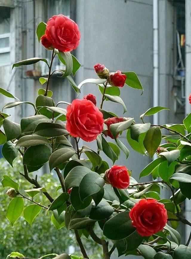 僵蕾|为何山茶花有花蕾但不开花?台长来说说山茶花的养护秘笈!