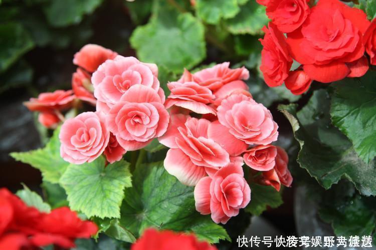 花期|5种“花卉”，最喜欢开花，每种都能花开200天以上，好看又好养