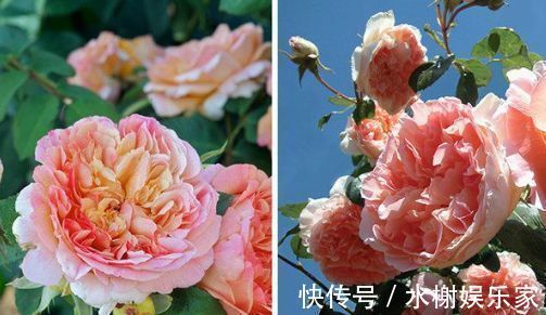 夜来香|喜欢月季,就选“优良名品”戴尔巴德,花型丰满,丰腴婀娜!!