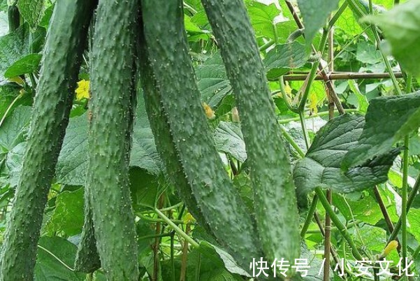 辨别黄瓜有没有打激素，只需看准这里，购买时便能一目了然