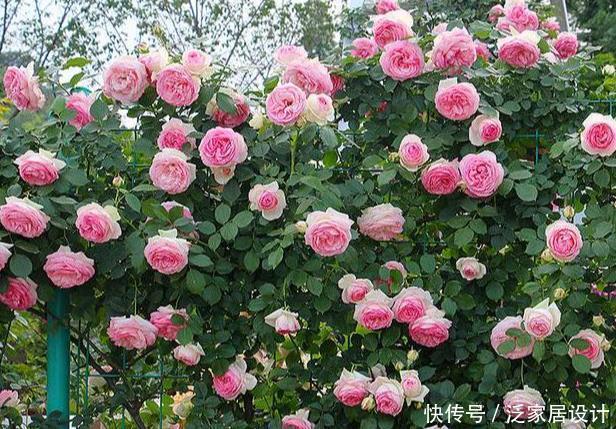 看见一户人家院子,栽满爬藤花,好美!真是羡煞旁人