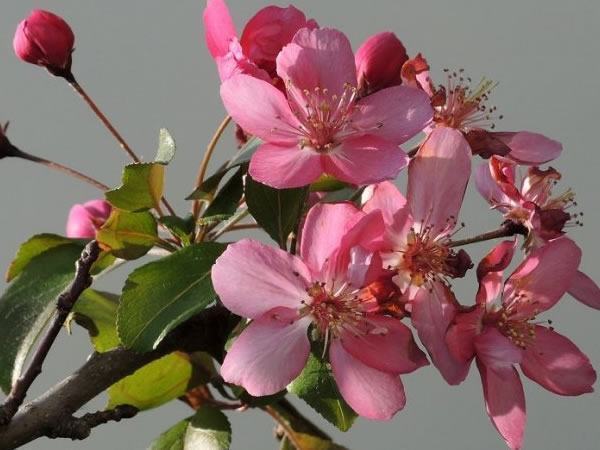 以下几种盆栽花卉,好看又好养,花期也长,可以四季开花