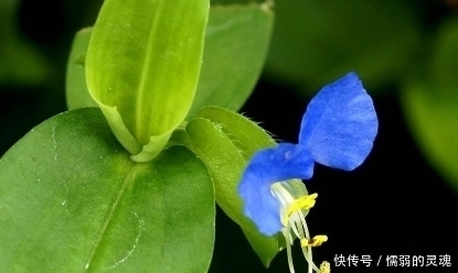 高血压|这种野草功效强大，晒干泡茶喝还是高血压特效药，可惜没几人懂！