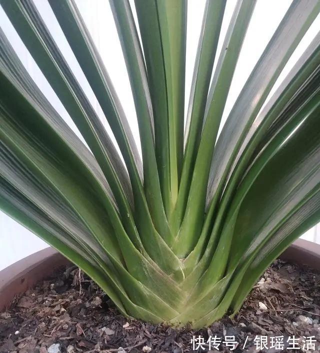 养花30年老花匠的5个“小秘方”赶紧学起来再也不怕养花出问题了