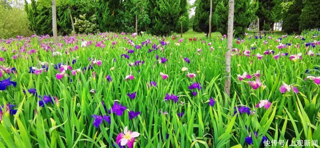 崇明区|观花博，游崇明！徜徉花海，吃喝玩乐这条线路全包罗