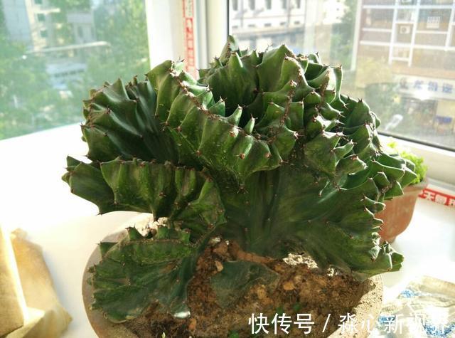 仙人掌|这2种花长得丑，有的人看不上，现在知道它们的寓意，纷纷往家搬