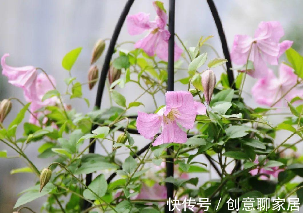 花园三宝|出了名的“花园三宝”，能养好的，绝对是高手