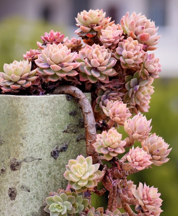 丝绸面纱可以这么美，颜色既鲜艳，又是悬挂老桩，能不羡慕吗？