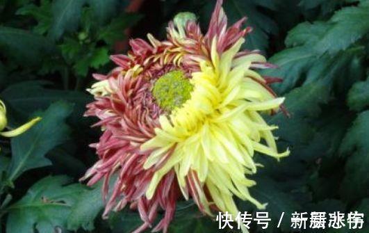 玫瑰|4种花美丽不输玫瑰,比兰花还香,四季持续开花,清香优雅
