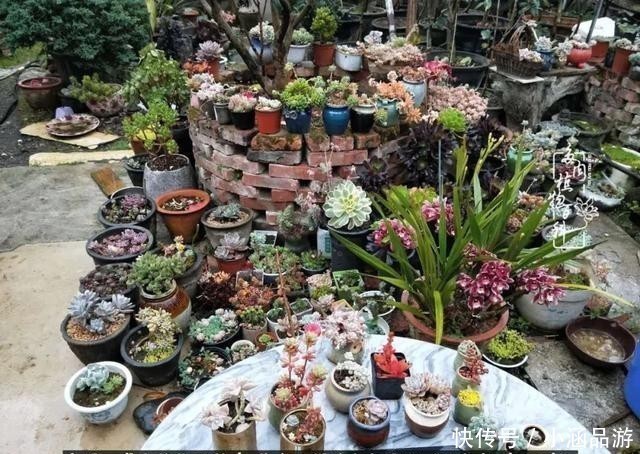 从一颗到500多盆,遇见多肉后,满眼全是你!