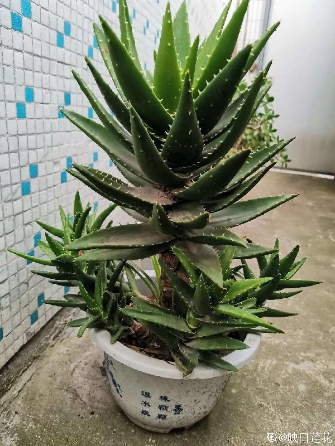 3种花不用扦插,掰下来就能活,1盆变10盆,懒人也能养!