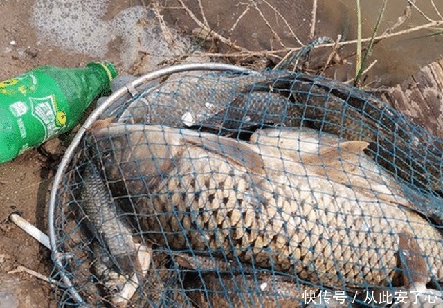 想钓大鲤鱼很难么教你4招钓到手软,3斤一下直接放生!