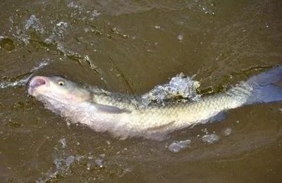 遇见大鱼打桩,不想切线或者断竿,这样做就能搞定!