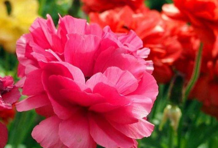 山茶花山茶花|6种花自带财运,好养易活不招虫,阳台开花变温馨小花园