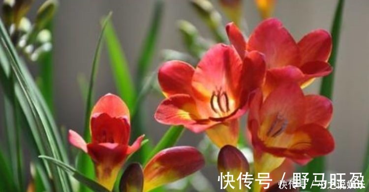 几种花卉美过玫瑰，一年四季花开不停，一开就停不下来