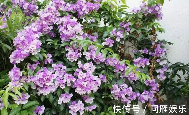1种花1年能长4米高,花开1000朵,从来不生虫,花还能当蒜吃!
