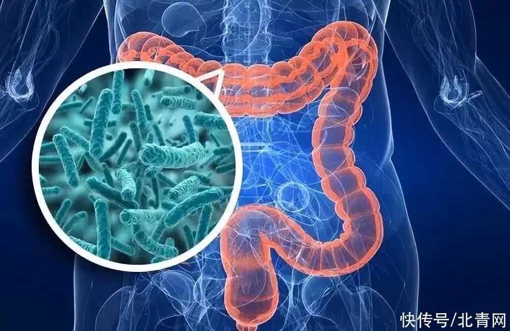 菌体|肠道菌群有哪些不为人知的作用?一定要知道7大功能