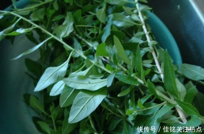 养肝护肝|天然的“护肝汤”发现了,每周吃3次,养肝护肝,肝脏也健康了