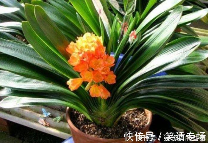 客厅就4种花，一年到头开不停，漂亮大气，富贵满满！