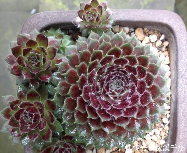 多肉|多肉中的5朵“金花”,价格贵点也愿意买,新手养起来都上瘾!