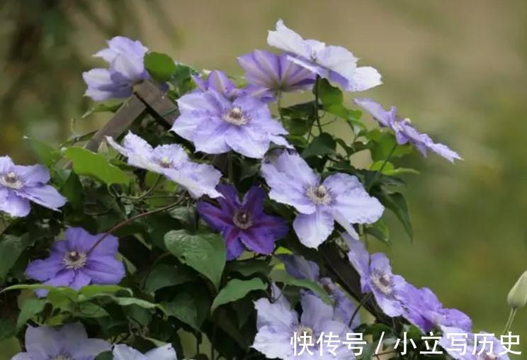 此花有梦幻般的颜色,优雅高贵,养一棵就能开成瀑布花