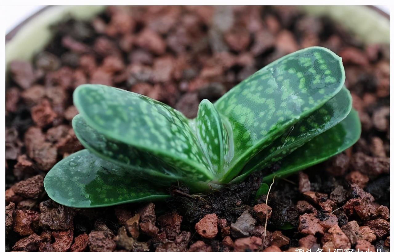 多肉植物|3种“不起眼”的多肉,原本无人问津,后期成网红抢手货,抢着要