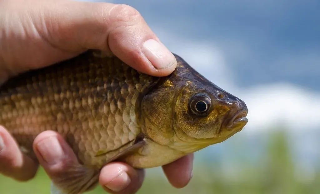 钓友们|钓鱼的“万能神饵”真的存在吗?老司机来告诉你答案:其实没有那么简单!