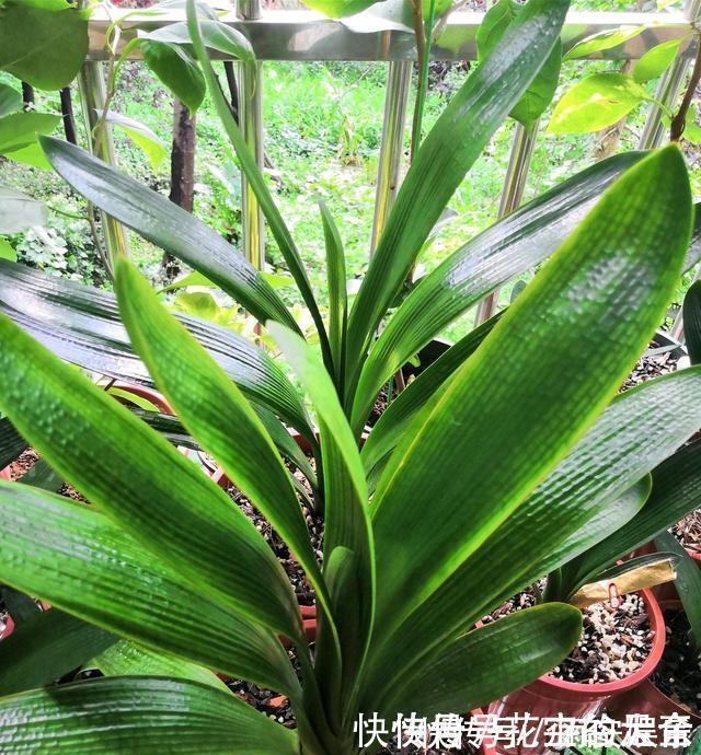 养护|养君子兰趁现在,多做2件事,长成大白菜,满盆冒花箭