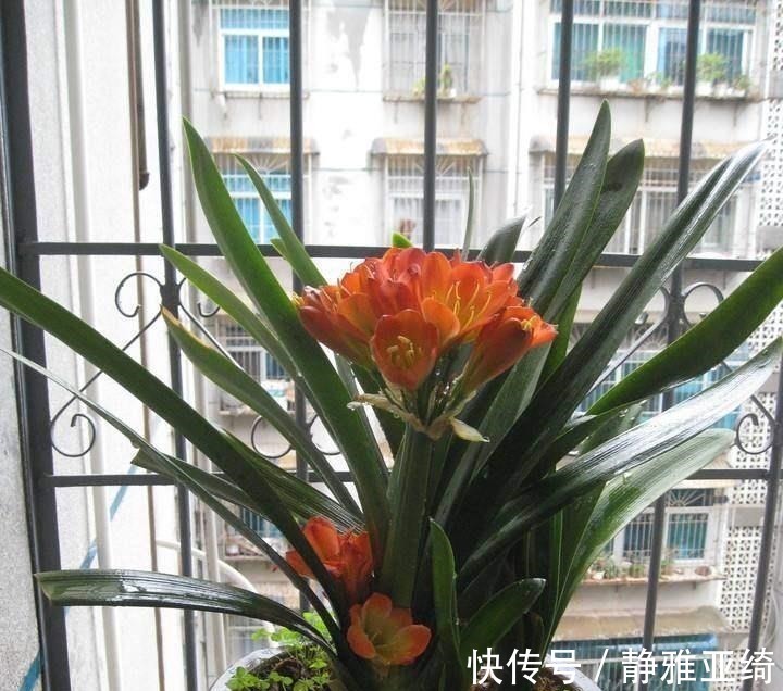 黄叶烂根|这四种过期药片可别扔了,兑水一浇,黄叶烂根都能治,花越长越旺!