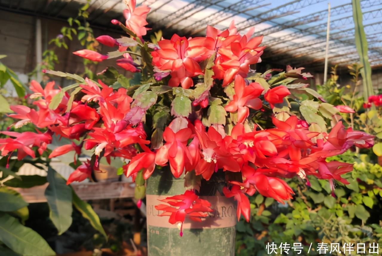 蟹爪兰复花需“虐养”,“三动作”催出一圈苞,当月开出层叠群花