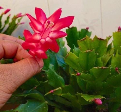 种花|家里养这2种花,开完花后剪一剪,很快就能再开花