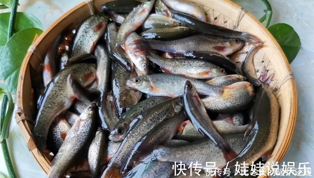 柳根鱼|如何钓柳根鱼？柳根鱼喜欢吃什么味型的食物？钓柳根鱼的技巧