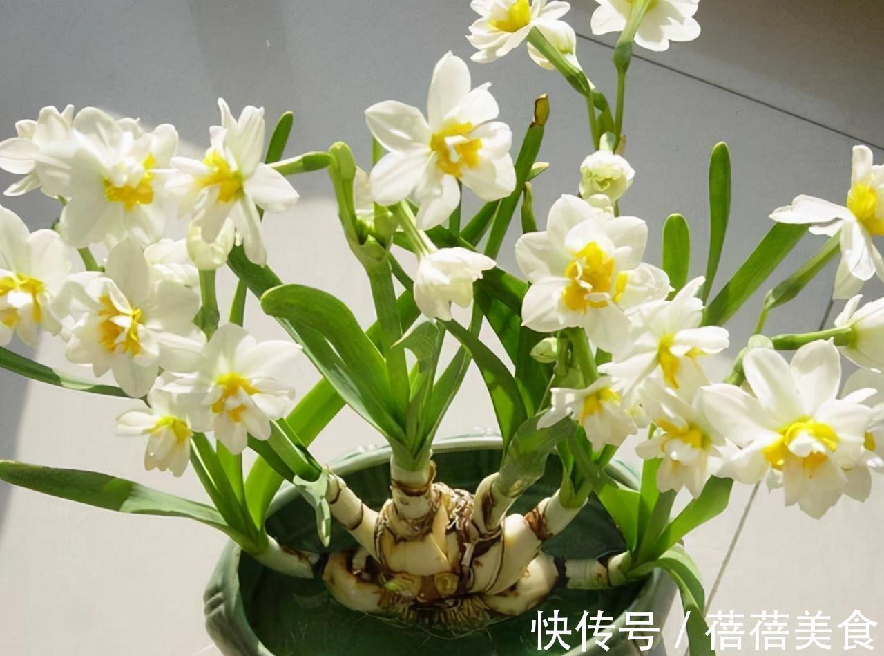 农历九月十八霜降后,养什么花?家里养3种花,红红火火事业有成