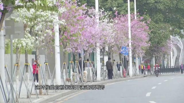 老年|宫粉紫荆、木棉、黄花风铃木……满城尽是花花花！内附广州赏花攻略！