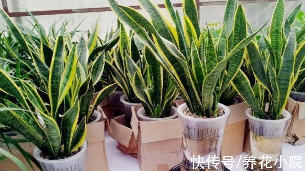 天冷了！养虎皮兰要做到“3少1多”，才能生长茂盛