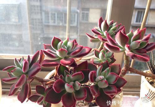 4种漂亮多肉,怕冷难过冬,新手要慎选,来年开春再养也不迟!