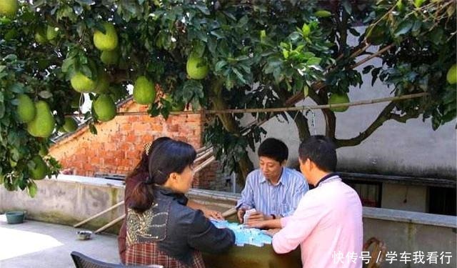 乡下老宅墙角跟，家家户户栽“4种树”，寓意“子孙有福”知道吗！