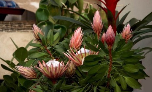 养盆高贵优雅的帝王花，养护注意以下3点，开花不断，观赏性很高