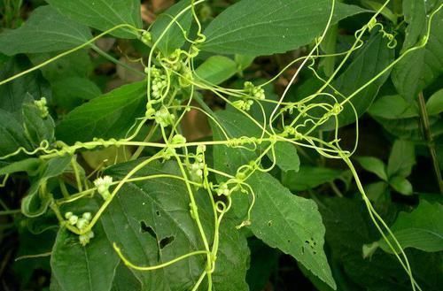 中年|农村这种“阎王草”,危害非常大,却有补肾益精的功效