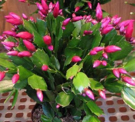 君子兰、长寿花、蟹爪兰，盆边戳个洞，加入2滴“它”，一开100朵