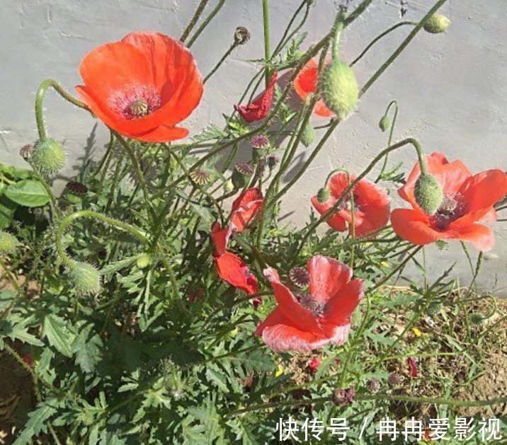 秋季养花大合集,30种花,你想要的我全有!