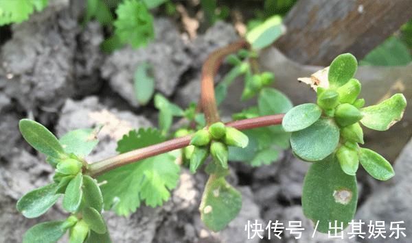 黄瓜|甲状腺结节不用治只要平时多吃“4绿2白”,结节或会自动消失