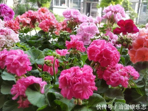 残花梗|天竺葵“花谢”以后,这么剪一刀,花苞嗖嗖冒,开花一茬又一茬