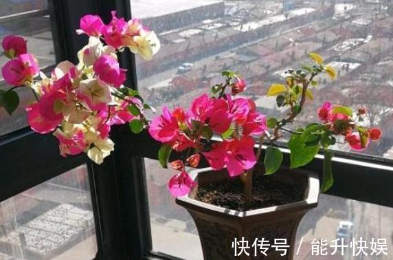 浇水|想要盆栽三角梅花团锦簇就从4方面入手,保管1个月花满枝头