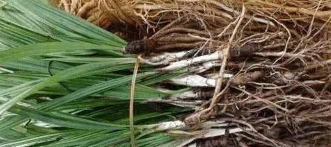 补肾|农村不起眼的野草,却是天然“雄激素”,补肾助阳